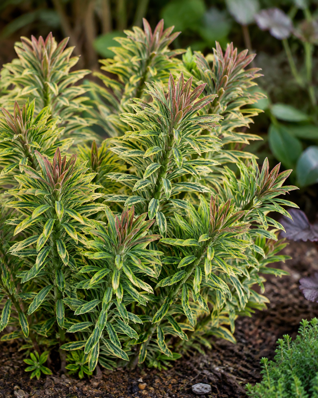 Cream-edged blue-green leaves of Euphorbia ‘Ascot Rainbow’