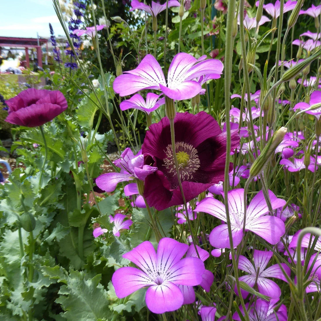 Deep plum poppies and pink-striped agrostemma mingling in a cottage garden