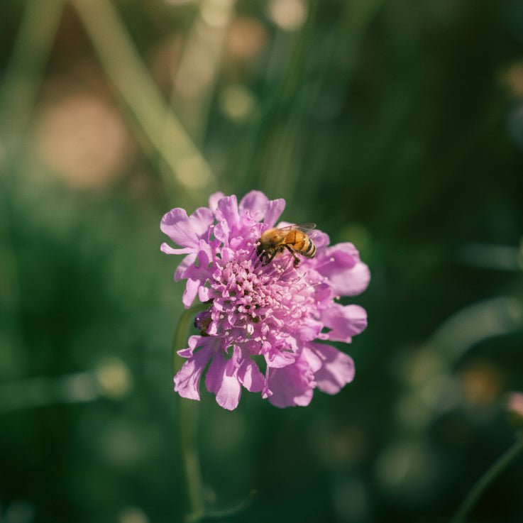 Do Bees Like Scabiosa? The Answer May Surprise You