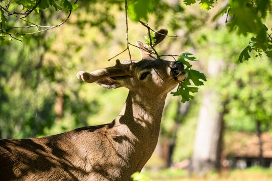 A deer in a forest setting enjoys eating fresh green leaves on a sunny day