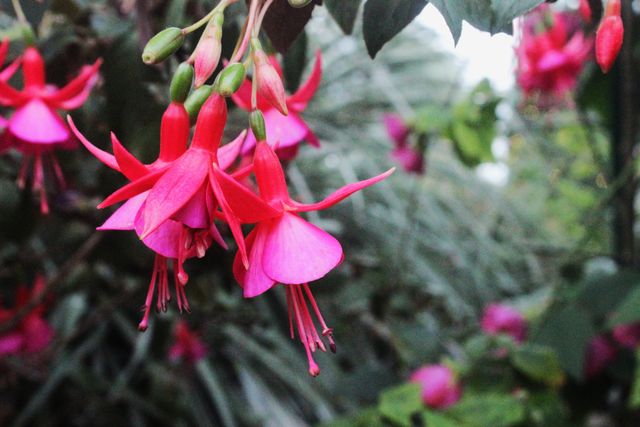 A detailed close-up of vibrant pink fuchsia flowers, showing their unique shape and color