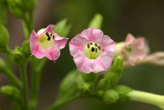 detailed shot of nicotiana flower