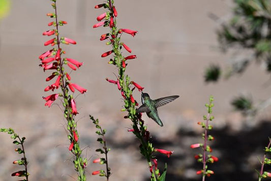 A hummingbird sips nectar from vibrant red flowers under the Arizona sun