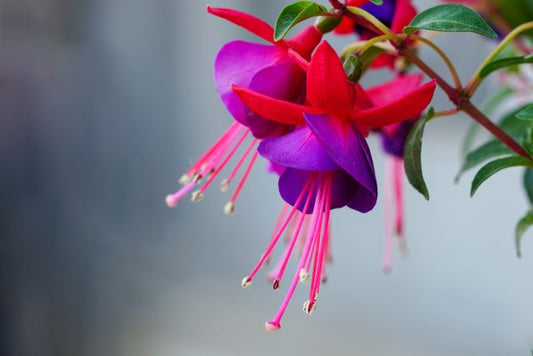 A macro shot of vibrant, exotic fuchsia flowers showcasing delicate petals and vivid colors