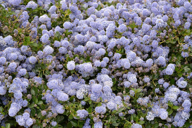 A stunning display of vibrant blue Ceanothus flowers blooming outdoors