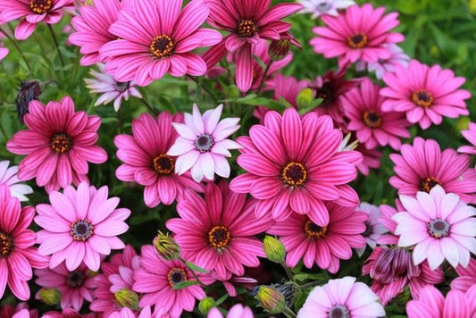 A vibrant display of pink Osteospermum flowers in full bloom, showcasing their stunning petals