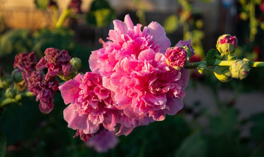 A vivid close-up of blooming pink hollyhock flowers captured in warm sunlight outdoors