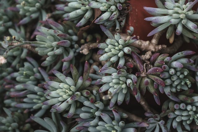 Background of green potted Sedum rupestre succulent plant