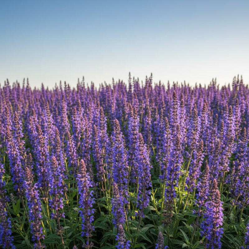 Beautiful close-up of vibrant blue salvia flowers in full bloom during a sunny day