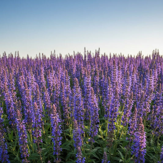Beautiful close-up of vibrant blue salvia flowers in full bloom during a sunny day