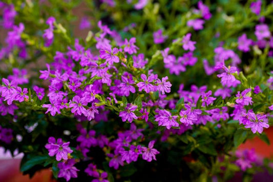 Beautiful purple Mexican Heather (Cuphea hyssopifolia) flowers flourishing outdoors.