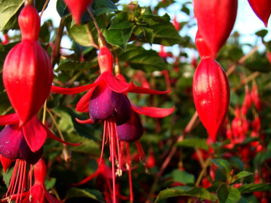 Bright close-up of red fuchsia flowers with lush green leaves, perfect for summer floral themes