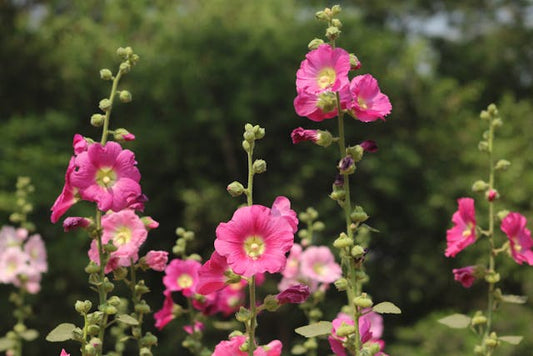 Bright pink hollyhocks in full bloom against a lush green background, captured outdoors