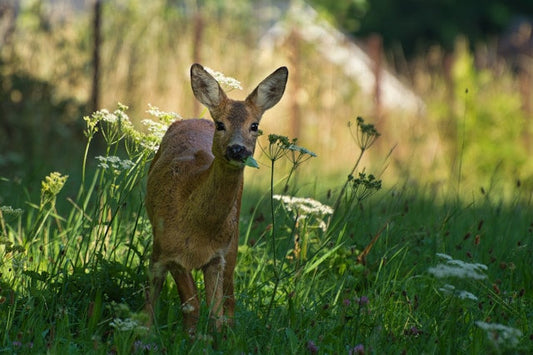 Do Deer Eat Geraniums? What Eats Geraniums in Gardens