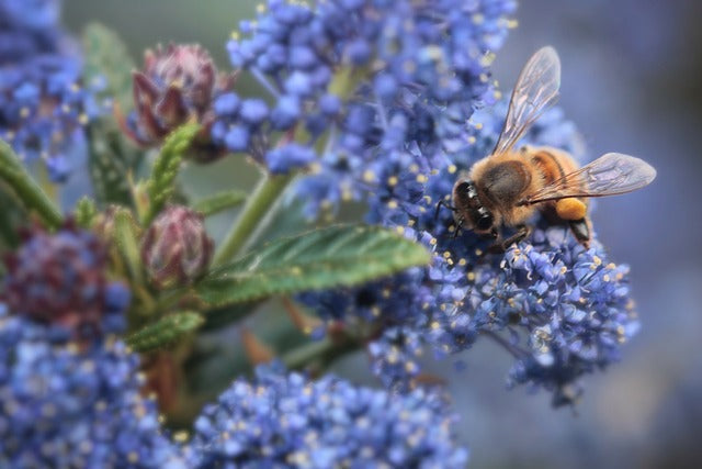 Ceanothus Concha with a bee