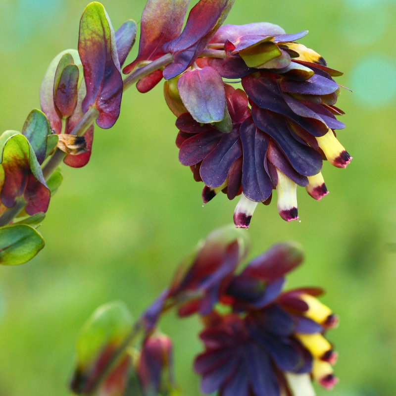 cerinthe honeywort
