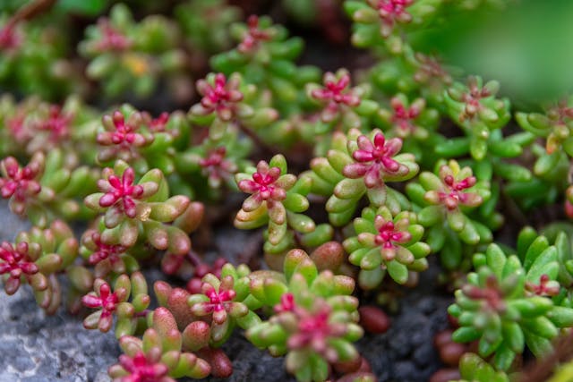 Close-up of Colorful Sedum Plants in Bloom