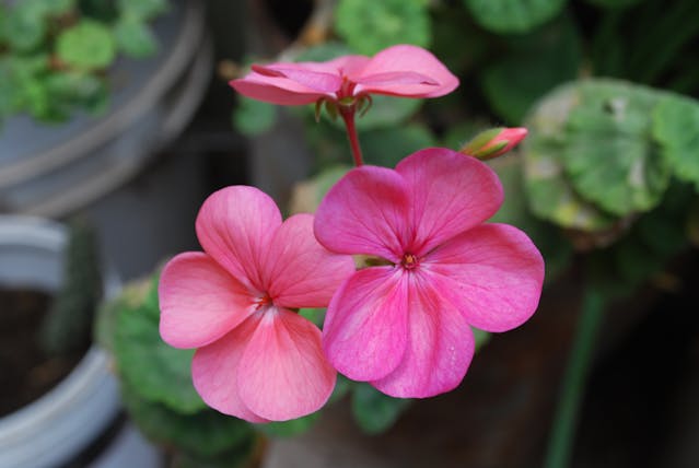 Close-up of Vibrant Pink Geranium Flowers