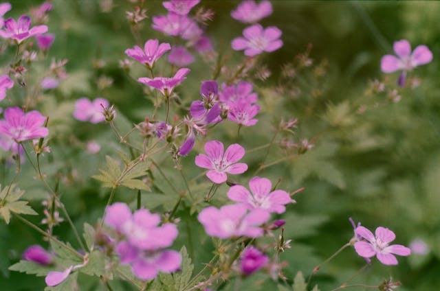 Close-up of a Tiny Geranium Robertianum Flowers