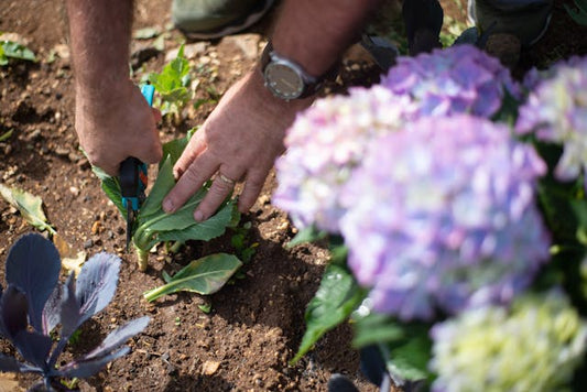 Close-up of a gardener trimming plants with pruning shears in a colorful garden