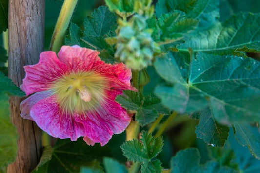 Close-up of a vivid pink hollyhock flower with lush green leaves in summer.