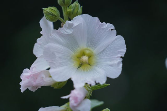 Close-up of a white hollyhock flower with petals and buds, captured in an outdoor setting