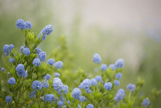 Close-up of blue Ceanothus flowers blooming in a verdant spring garden setting