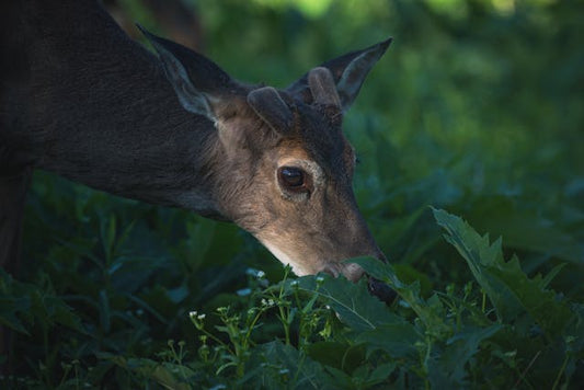 Deer nibbling on greens