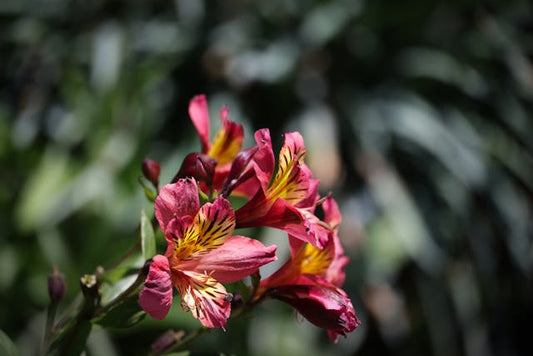 Close-up of vibrant pink Alstroemeria flowers in bloom against a blurred natural background