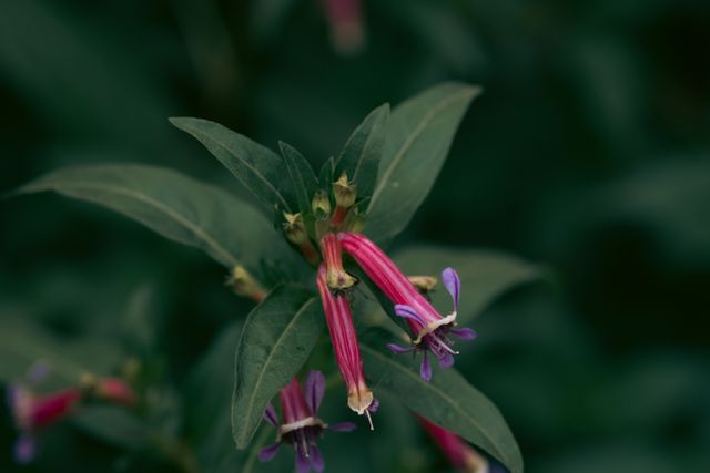 Close-up of vibrant pink and purple cuphea flowers against a dark green background