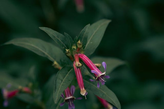 Close-up of vibrant pink and purple cuphea flowers against a dark green background