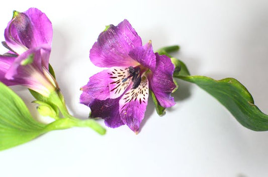 Close-up of vibrant purple alstroemeria flowers against a clean white background, highlighting delicate petals