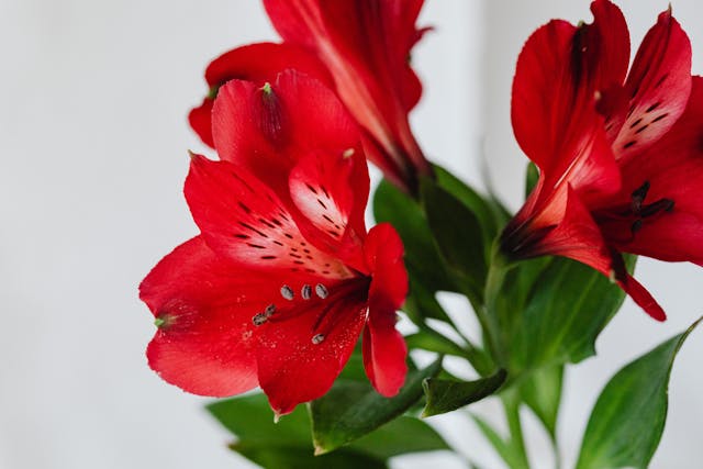 Alstroemeria Bouquet Care Tips for Longer Vase Life