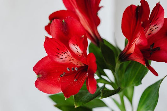 Alstroemeria Bouquet Care Tips for Longer Vase Life
