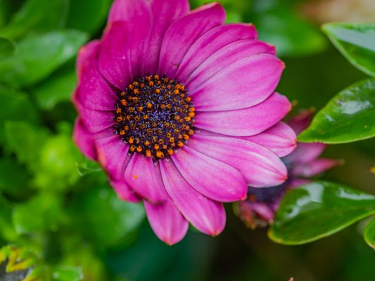 Close-up photo of a vibrant pink African daisy in full bloom with visible pollen