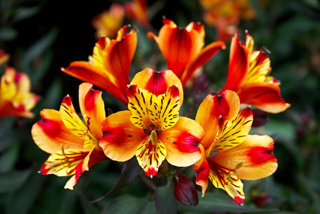 Close-up shot of colorful Alstroemeria flowers with vivid orange and yellow petals in full bloom