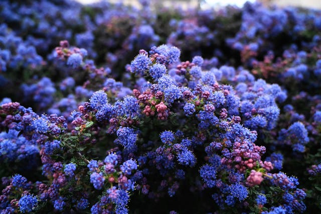 Ceanothus in Shade: Full Sun vs Partial Shade Guide