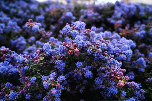 Close-up shot of delicate blue and purple  Ceanothus  flowers in full bloom, creating a vibrant and lush scene