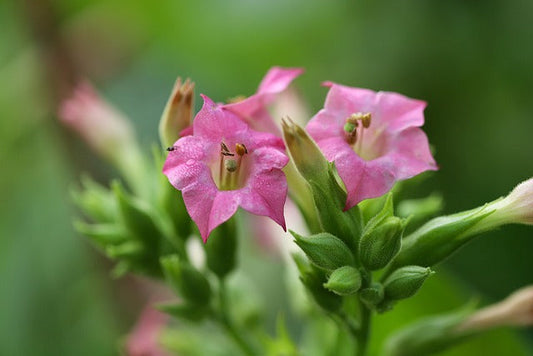 closeup photo of nicotiana flower