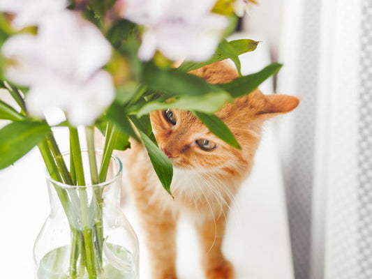 Cute ginger cat sniffs bouquet of alstroemeria flowers in glass vase