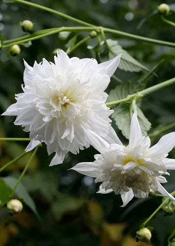 Fantastical and Majestic Giant Dahlias!
