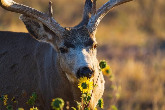 Deer eating flower