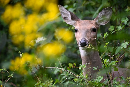 Deer in a bush