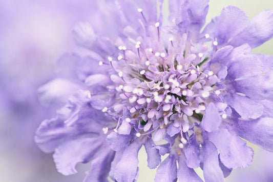 Delicate purple Scabiosa flower in full bloom showcasing intricate details and vibrant colors