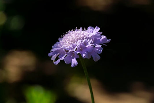 Detailed close-up of a purple pincushion flower in full bloom, showcasing delicate petals and a rich purple hue