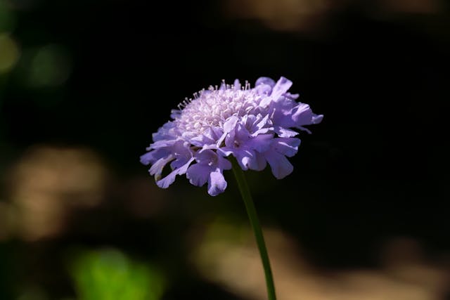 Detailed close-up of a purple pincushion flower in full bloom, showcasing delicate petals and a rich purple hue
