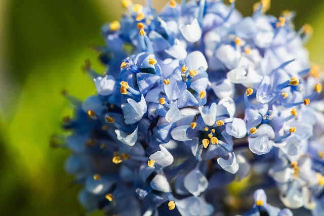 Ceanothus Varieties: Best California Lilac Picks