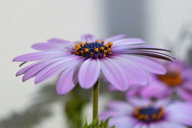 African Daisy Care: Spring, Summer, Fall & Winter Tips