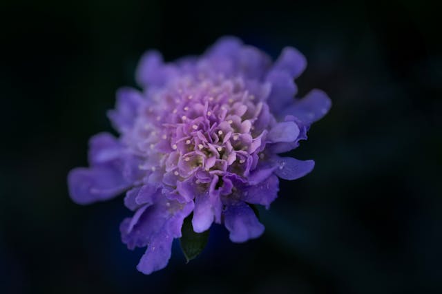 Grow Scabiosa From Seed: Germination Tips Guide