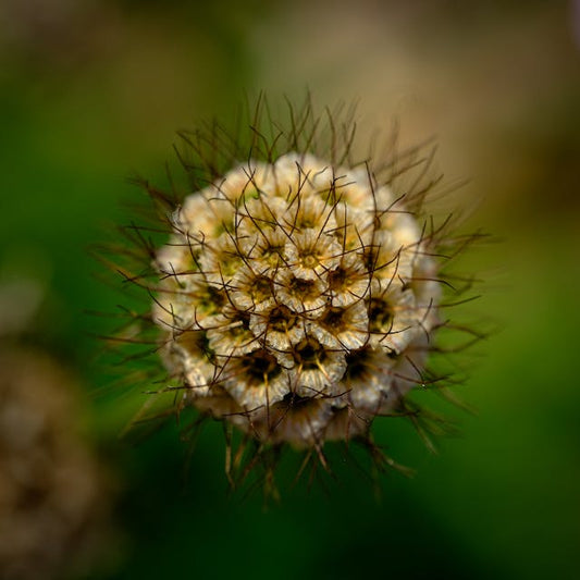 Close-up of a dried Scabiosa seedhead with papery seeds and dark bristles